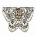 Moth Wing Chiffon Cape